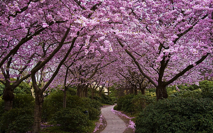 桜の木、木、自然、桜、パス、花、 HDデスクトップの壁紙