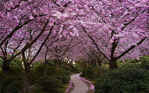 вишневое дерево, деревья, природа, вишневый цвет, дорожка, цветы, HD обои HD wallpaper