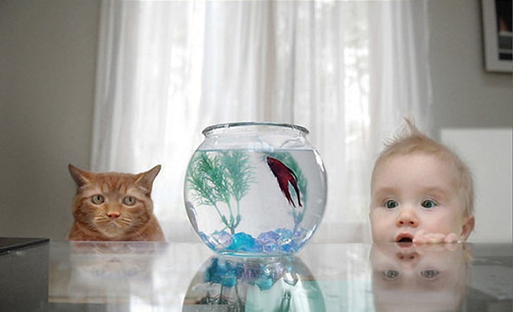 Baby Cat & Baby Boy, red betta fish, Funny, , funny wallpapers, HD wallpaper