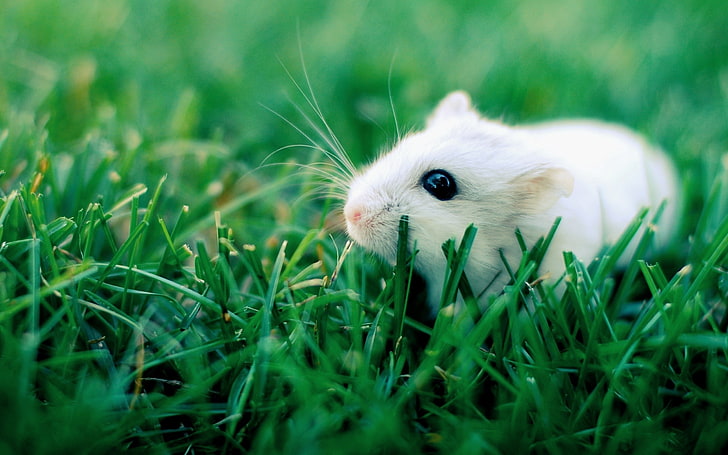 vit råtta, hamster, gräs, gnagare, krypning, HD tapet
