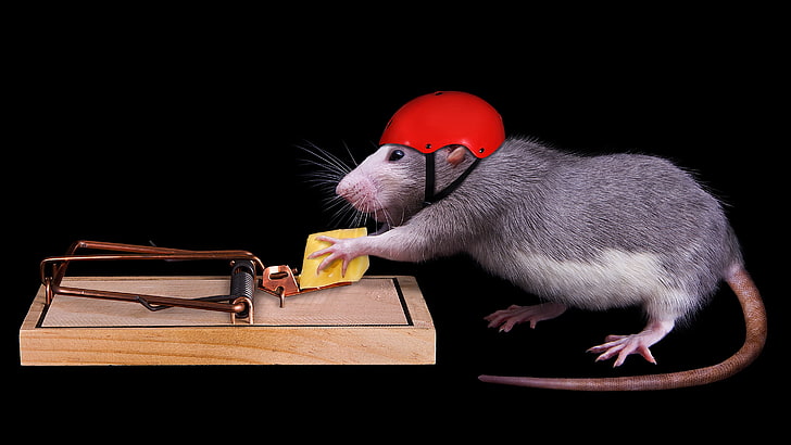 mouse, cheese, mousetrap, black background, helmet, rat, security, HD wallpaper