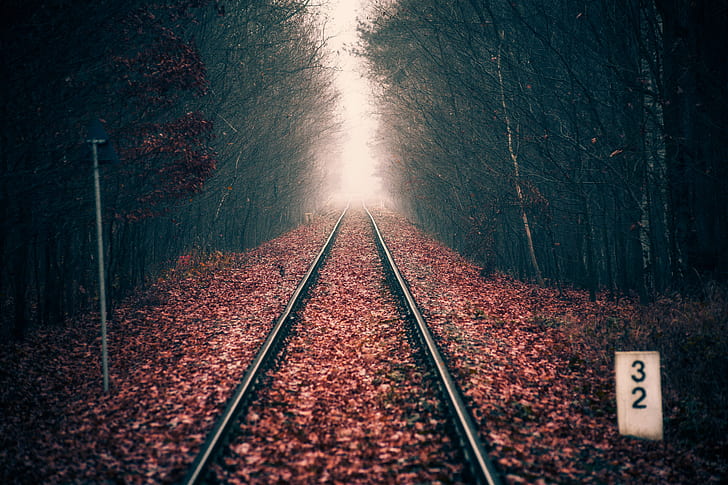 レール、森林、鉄道、秋、葉、距離、 HDデスクトップの壁紙