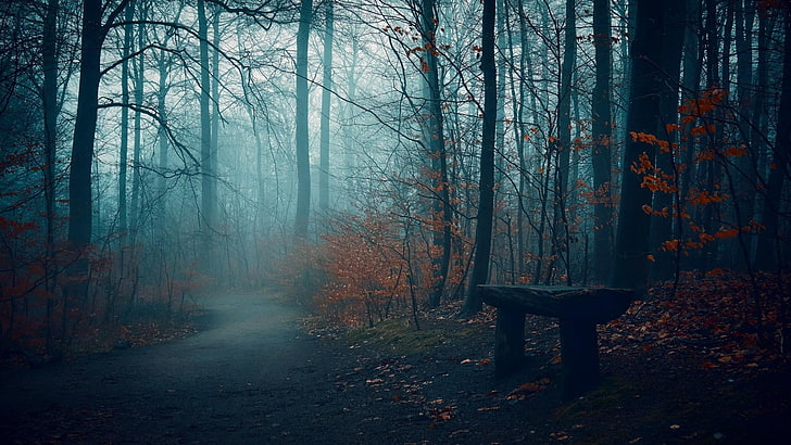 obscure, forest path, mist, bench, autumn, path, nature, forest, woodland, woods, tree, twilight, HD wallpaper
