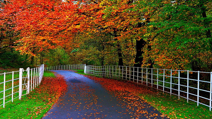 nature, beauty, parks, shade, flowers, seductive, autumn, Beautiful, natural, trees, forests, leaves, roads, fences, 1920x1080, HD wallpaper