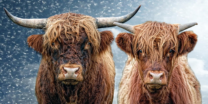two brown bison, cow, bull, He and She, HD wallpaper