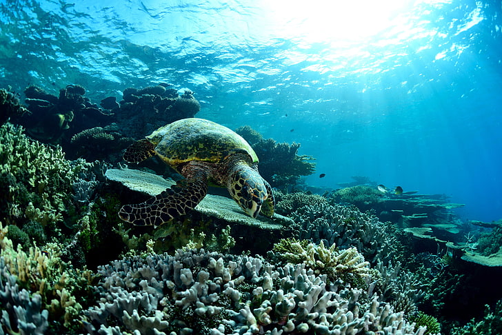 turtle, sea, underwater, HD wallpaper