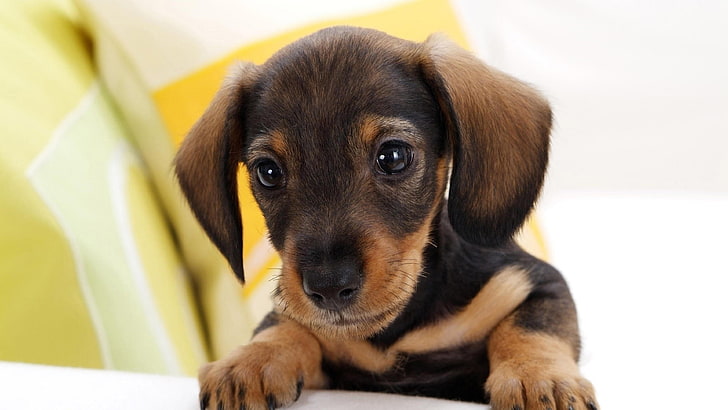 puppy, dog, cute, cutest, doggie, small, HD wallpaper