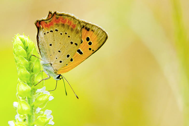 orange spot butterfly perching on green flower stigmata, Small Copper, Flower, spot, green, stigmata, Japan, Kanagawa, Yokohama, Aoba, Outdoor, City, Street, Nature, Field, Plant, Creature, Animal, Insect, Bug, Butterfly, Orange, Macro, Bokeh, Nikon  D7000, TAMRON, SP 70, F/4, Di, VC, USD, Model, CLUB, butterfly - Insect, animal Wing, summer, multi Colored, beauty In Nature, yellow, green Color, close-up, HD wallpaper