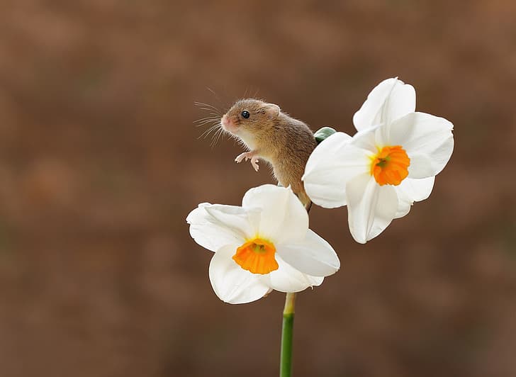 bunga, latar belakang, bokeh, narsisis, hewan pengerat, mouse kecil, Wallpaper HD