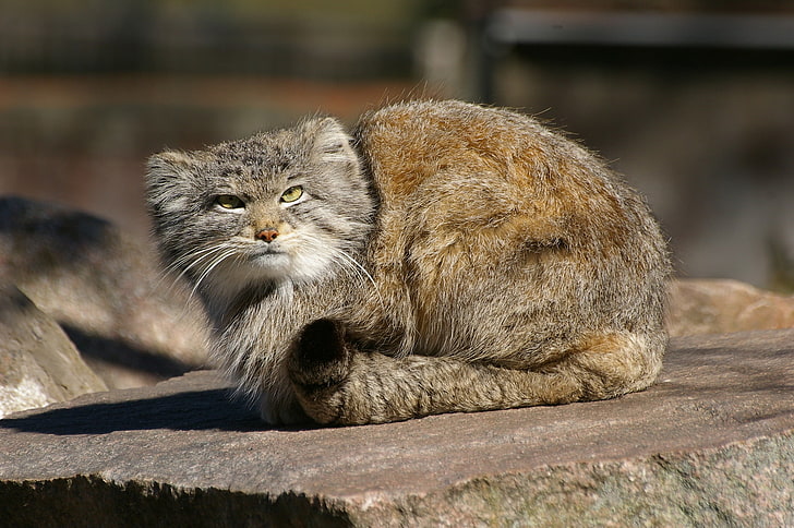 krótkowłosy kot brązowo-szary, drapieżnik, dziki kot, manul, kot Pallas, Tapety HD