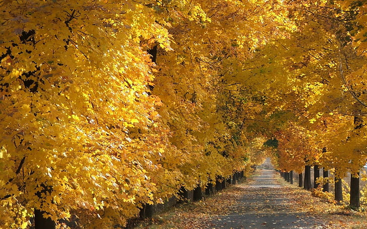 autunno, autunno, paesaggio, falda, foglie, natura, alberi, Sfondo HD