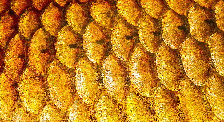 color, fish, scales, layer, HD wallpaper