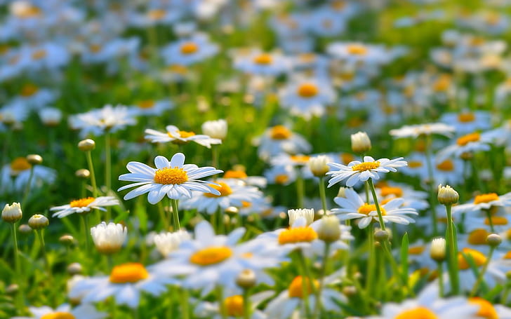 Białe stokrotki Łąka Summer Nature Flowers 2560 × 1600, Tapety HD