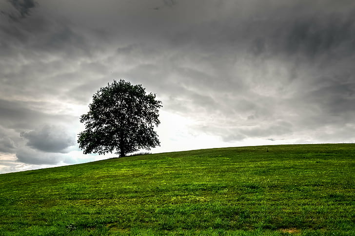 grönt träd mitt i gräsfältet, Baum, Ensamt träd, grönt träd, mitt, gräs, fält, Landsbygd, Wiese, Schwarzbach, Thüringen, Deutschland, Hill, Himmel, Hügel, Utomhus, natur, utomhus, äng, träd, moln - Himmel, himmel, landskap, lantlig scen, sommar, grön färg, HD tapet