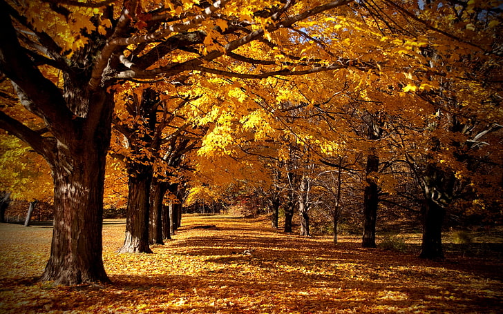 alley autumn FALL TRAIL Nature Forests HD Art , autumn, fall, forest, path, alley, rows trees, HD wallpaper