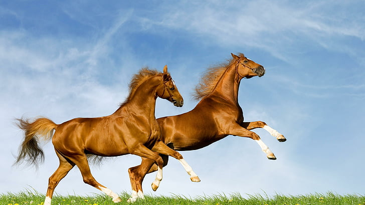 at, atlar, gökyüzü, güneşli, mavi gökyüzü, güzellikleri, çift, yaz, atlama, doğa, HD masaüstü duvar kağıdı