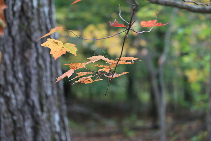 Herbst, wechselnde Blätter, Herbst, Einladungen, Blätter, HD-Hintergrundbild