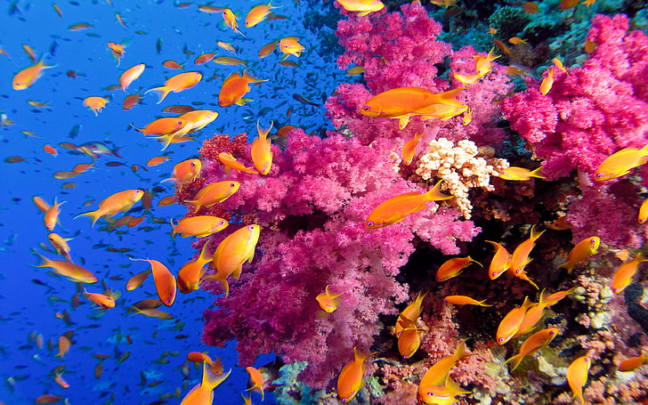 Ocean Sea Tropical Coral Reefs Orange Fish Wallpaper Hd, HD wallpaper