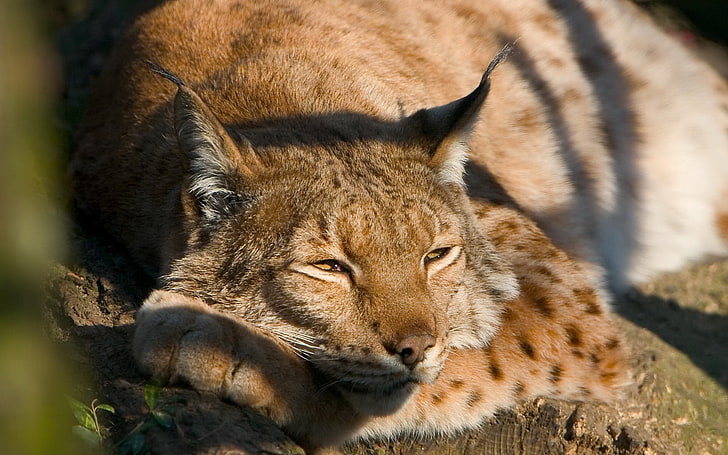 brown lynx cat, lynx, down, spotted, big cat, predator, HD wallpaper