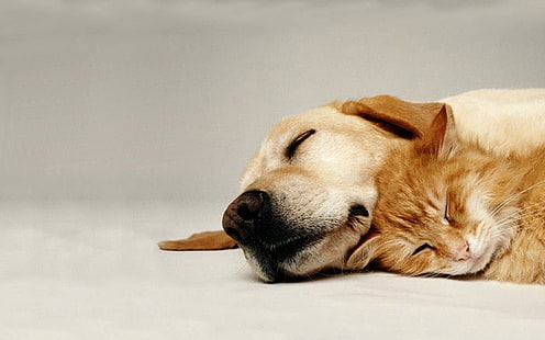 short-coated brown dog, dog, cat, couple, friends, care, HD wallpaper HD wallpaper