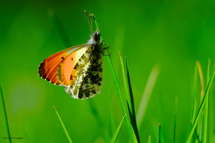 オレンジチップクローズアップ写真、オーロレ、オレンジチップ蝶、緑の草、クローズアップ写真、パピヨン、マクロ、ボケ、X-E1、富士、富士フイルム、LM、OIS、オートガロンヌ、フランスで緑の草にとまる蝶、ngc、昆虫、蝶-昆虫、自然、動物、動物の翼、夏、クローズアップ、緑色、自然の美しさ、花、 HDデスクトップの壁紙