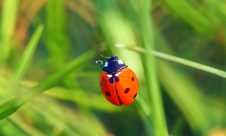 animal, beetle, green, ladybug, leaves, luck, lucky charm, lucky ladybug, luise, macro, nature documentary, nature recording, points, red, siebenpunkt, spring awakening, spurge, sweet, to the left please, yellow, HD wallpaper