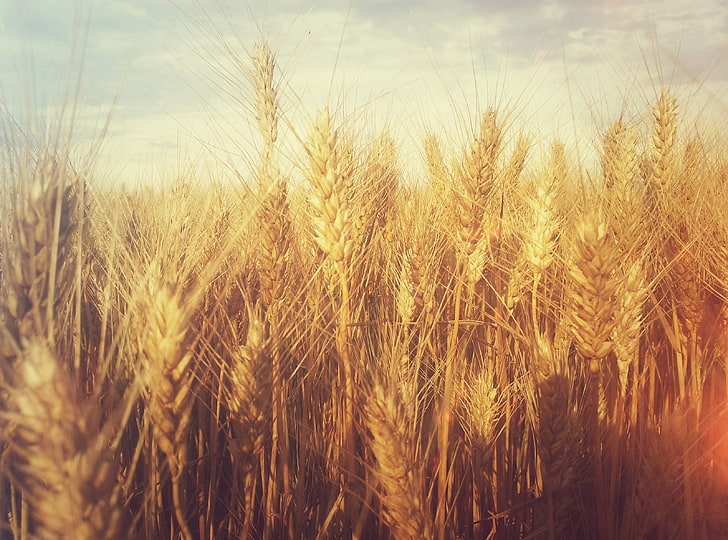 Зерновое поле, коричневое пшеничное поле, винтаж, осень, лето, HD обои