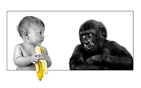 singe et bébé tenant une photo de banane, amitié, gorille, banane, la personne, Fond d'écran HD HD wallpaper