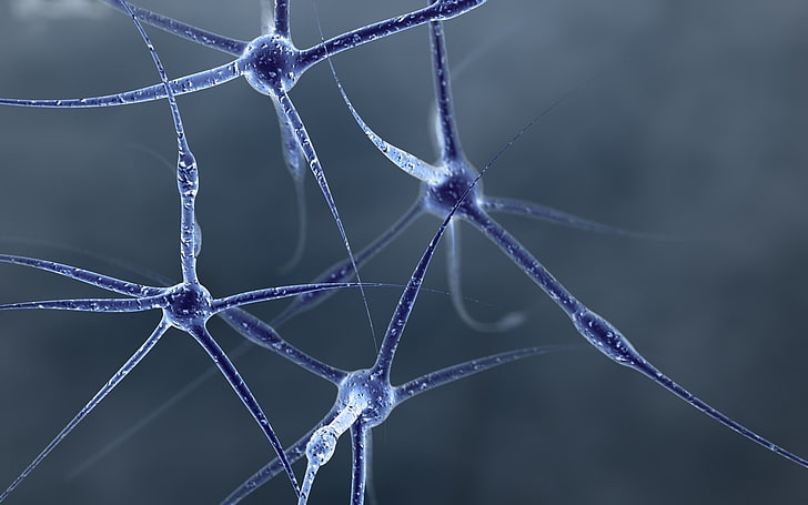 Neurone, struttura, forma, connessioni, cella, Sfondo HD