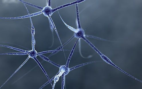 Neuron, struktur, form, anslutningar, cell, HD tapet HD wallpaper