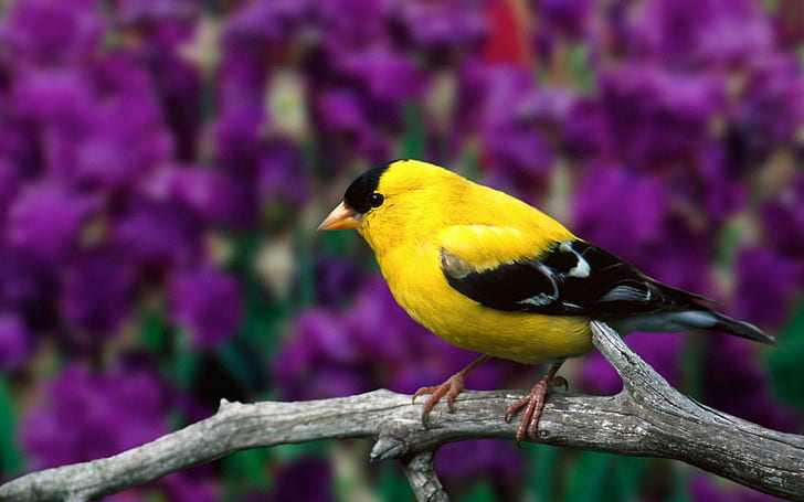 Male American Goldfinch, american, male, goldfinch, animals and birds, HD wallpaper