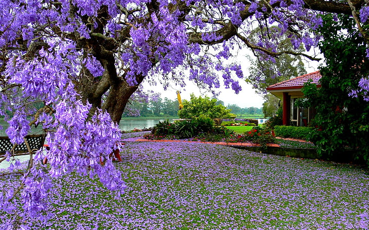 Belleza de Jacara, árbol, casa, jacarandá, jardín, 3d y abstracto, Fondo de pantalla HD