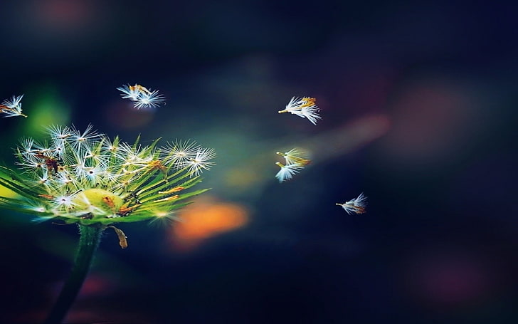 Dandelion Seeds-Abstract fond d'écran grand écran, pissenlit blanc, Fond d'écran HD