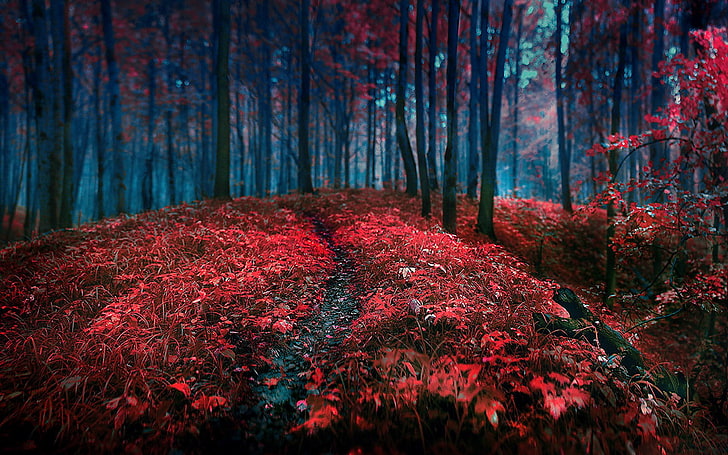campo de hierba roja, árboles y arbustos rojos durante el día, bosque, rojo, hierba, hojas, árboles, paisaje, camino, Fondo de pantalla HD