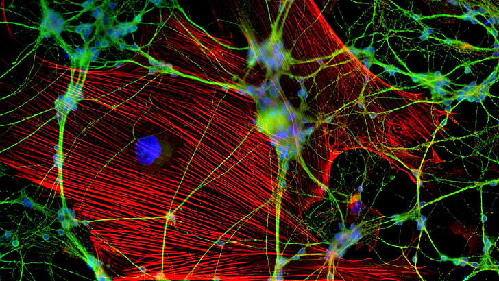 микроскоп, макро фотография, неврон, клетка, молекула, флуоресцентен, микроскопичен, HD тапет