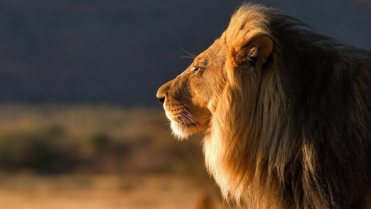 male lion, HD wallpaper | Wallpaperbetter