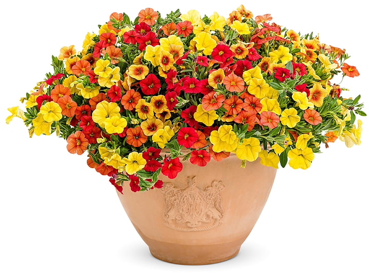 yellow and red flowers, petunia, flowers, bright, colorful, plant pots, white, HD wallpaper