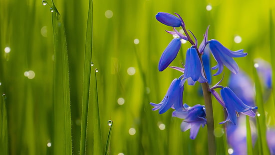 Bluebells Koyu Mavi Çiçekler Çan Yeşil Çim Bluebell Çiçekler K Hd Masaüstü Duvar Kağıtları Ve Bilgisayar Için Duvar Kağıdı 3840 × 2160, HD masaüstü duvar kağıdı HD wallpaper