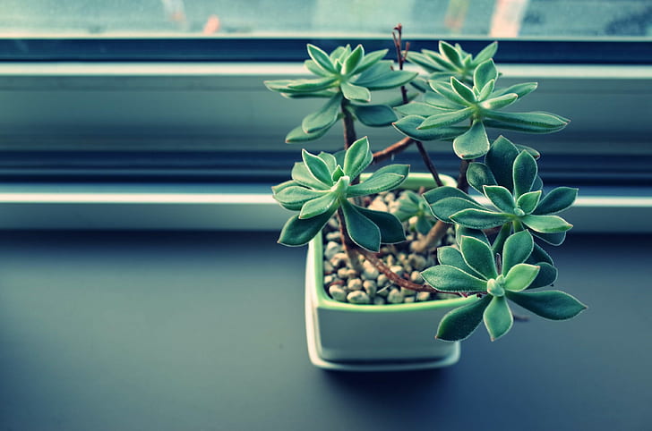 decoration, plant, pot plant, window, HD wallpaper