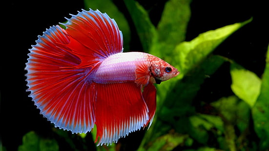 poisson rouge, poisson, poisson combattant siamois, poisson tropical, aquarium, sous l'eau, Fond d'écran HD HD wallpaper