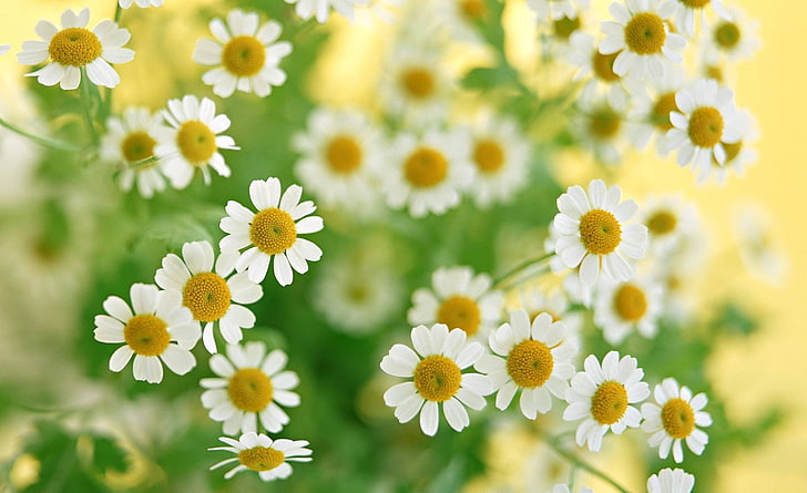 vita oxeye daisy blommor, kamomill, blommor, sommar, blomma, kronblad, närbild, HD tapet