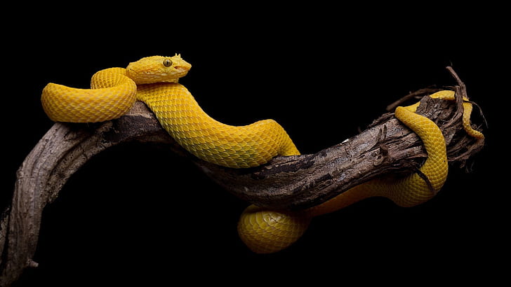 yellow snake, serpent, reptile, snake, HD wallpaper