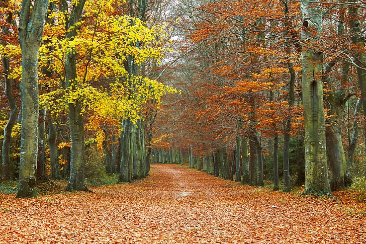 يترك ، الأشجار ، الخريف ، المسار ، الأوراق المتساقطة ، البستان، خلفية HD