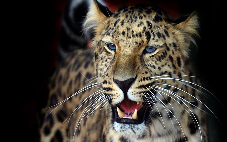 léopard jaune, noir et blanc, léopard, visage, agression, regard, prédateur, Fond d'écran HD