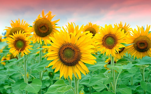 Piękne pole słoneczników, piękne, słoneczniki, pole, Tapety HD HD wallpaper