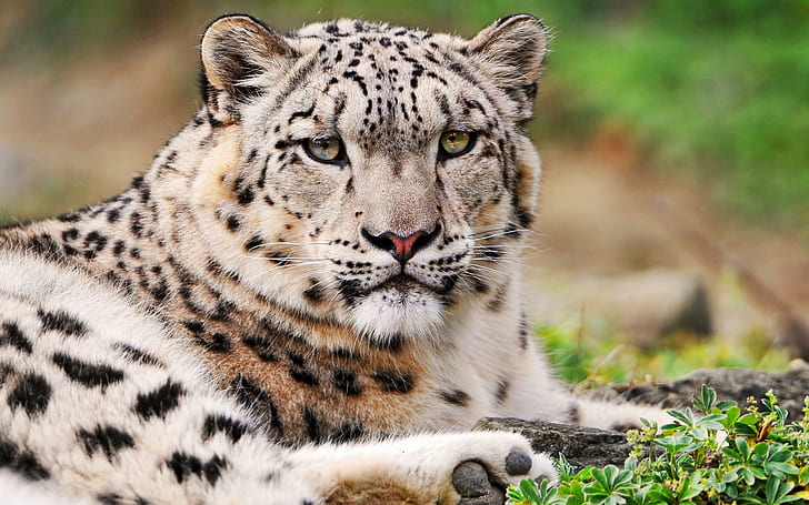 Beyaz kar leoparı, beyaz ve siyah kaplan, beyaz, kar, leopar, kaplanlar, HD masaüstü duvar kağıdı