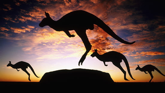 kangourous, Ayers Rock, Uluru, Australie, ciel, nuages, animaux, kangourou rouge, Fond d'écran HD HD wallpaper