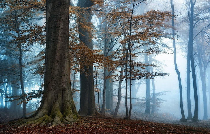 коричневые лиственные деревья, фотография, природа, пейзаж, утро, туман, солнечный свет, лес, осень, деревья, синий, атмосфера, HD обои