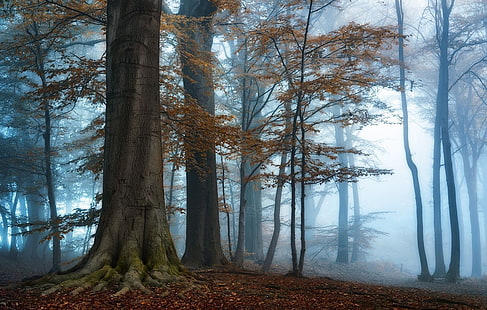 дървета с кафяви листа, фотография, природа, пейзаж, сутрин, мъгла, слънчева светлина, гора, есен, дървета, синьо, атмосфера, HD тапет HD wallpaper