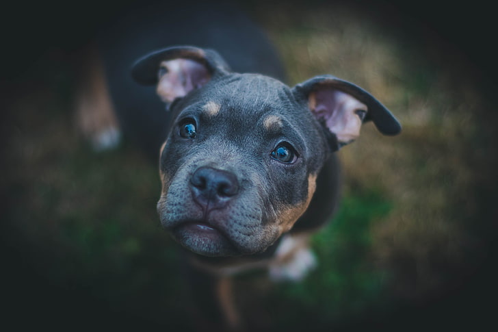 tricolor American bully puppy, dog, muzzle, eyes, HD wallpaper